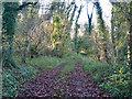 Track through woodland in SO32 2GH