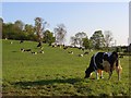Pastures, Mapledurham in RG4 7TY