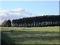 Farmland and plantation north of Pity Me in NE48 4BB