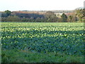 Farmland near Wellingham, Norfolk in PE32 2TF