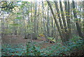 Coppicing, Brookhill Wood in IP10 0AE