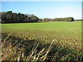 Fields by Elsing Lodge Plantation in NR20 4QF