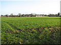 Crop field beside Hoe Road North in NR20 4PY
