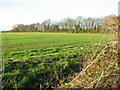 Crop field west of Hoe Road North in NR20 4PY