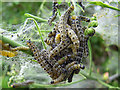 A bundle of caterpillars in SP11 6ZZ
