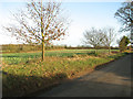 Brassica crop field beside Hoe Road South in NR20 4PU