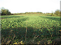 Brassica crop beside Hoe Road South in NR20 4PU