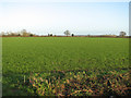Crop fields by Swanton Morley in NR20 4LT