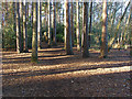 Pine woods, Heath Lake in RG40 3NA