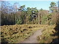 Heathland near Crowthorne in RG45 6TQ