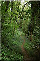 Footpath through woodland at Coed Gwastad in SA43 2TP