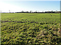 Fields of green at Elsing in NR20 3FU