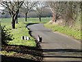 Guinea fowl in the road near Elsing Lodge Plantation in NR20 4QF