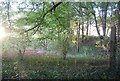 Woodland by Monument Farm Lane in IP10 0AE