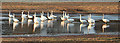 Whooper Swans (Cygnus columbianus) in IV30 6GL