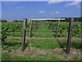 Vineyard at New Hall, Purleigh, Essex in Purleigh