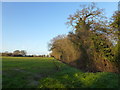 Field boundary and farmland on Tittleshall Common, Norfolk in PE32 2PQ