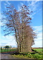 Alder windbreak in HR1 4EY