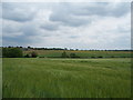 Farmland north of Brundall in NR13 5RL
