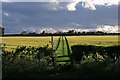 Public footpath across barley field, Sixpenny Handley. in SP5 5QJ