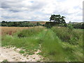 Britford - Avon Valley Path, S of Dogdean Farm, View SSE in SP5 4NN