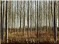 Poplar plantation, Yarkhill, 1 in HR1 4JB