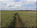 On Viking Way - Path crossing wheat field SE of Thistleton, Rutland in Thistleton