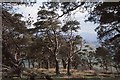 Scots pines, Great Mell Fell in CA11 0RZ