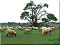 Sheep Grazing, Allscott, Shropshire in WV15 5JU