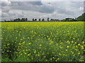 Rape field, Dunscroft in DN7 4PU