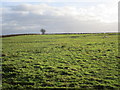 Sheep pasture, Whimpton in Ragnall