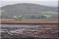 Taunton Deane : Muddy Field in TA4 3ED
