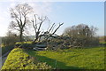 Fallen Tree near Knowle Cross in DT8 3LH