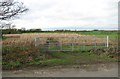 Fields by Ashwellthorpe in NR16 1EX