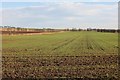 Winter cereals, Pitlivie in DD7 6LU