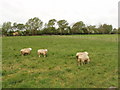 Sheep at Red House Farm in HP23 4QX