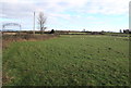 Sheep grazing in a field near Laleston Cemetery in Laleston Community