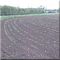 Maize seedlings by Alnwick Drive in HP23 4RA