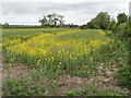 Oilseed rape in flower, view to Alnwick Farm in HP23 4RA