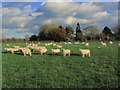 Sheep grazing NW of Smethwick Green in CW11 2ST