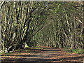 Woodland path, Nine Acre Wood, Hornbeam Lane, Essendon in AL9 6JB