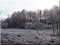 Birches near Lochan na Feinne on a frosty morning in IV14 9EN