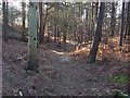Pine woods, Porridgepot Hill in GU16 6TU