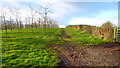 Cider orchard, Bishop's Frome in WR6 5BW