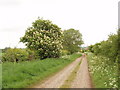Horse chestnut in flower in Bierton