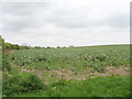 Bean field, Grendon Hill Farm in HP19 0GH
