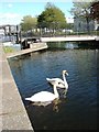 Swans and Footbridge in G81 1UG