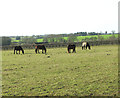 Horses grazing at Redwings Horse Sanctuary in NR15 2AF