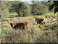 Highland cattle on Flordon Common in NR15 1RP