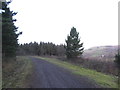 Forestry track above Trehafod in CF37 2SG